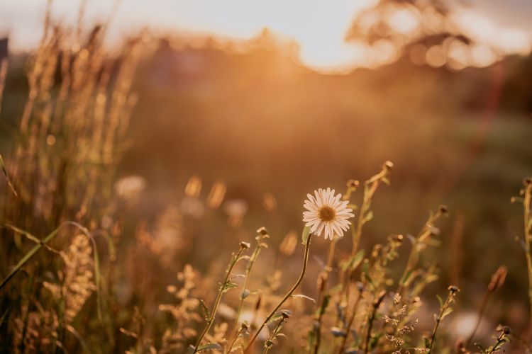 Golden hour of Buitenshoot