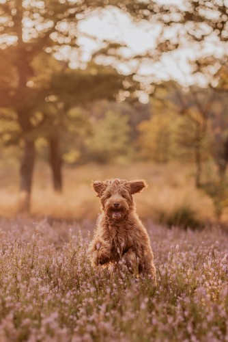 Communie of Lentefeest